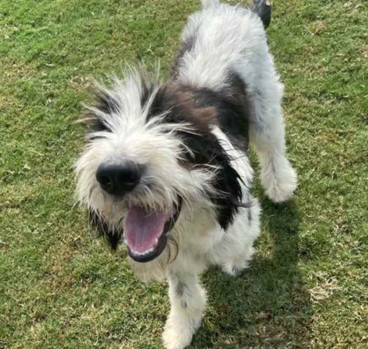 Photo of Teddy