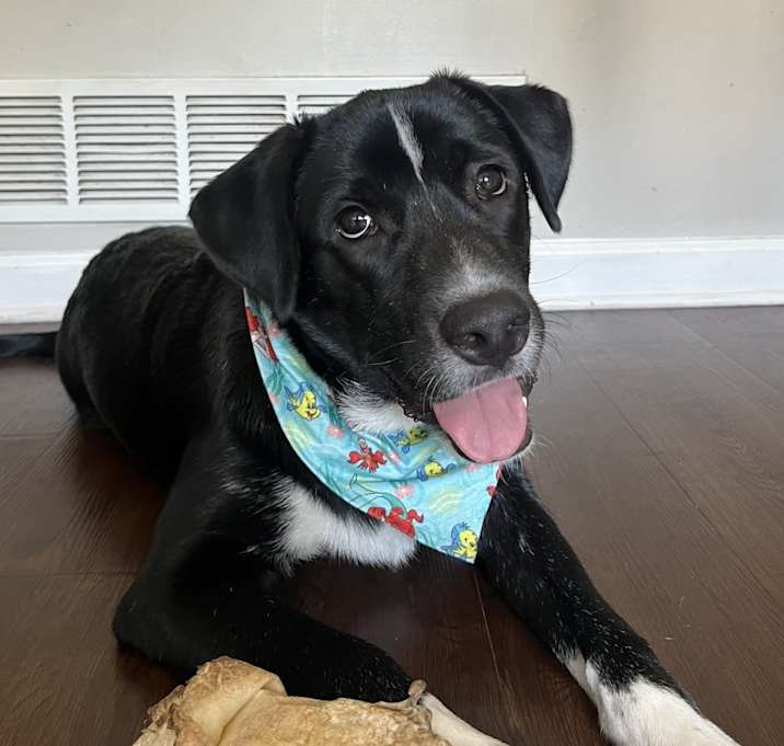 Photo of Louie