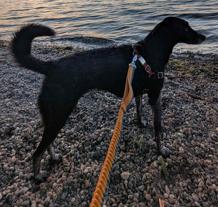 Photo of Loki