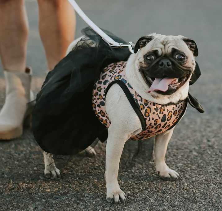 Photo of Millie