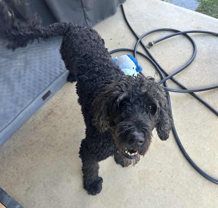 Photo of Sweetheart