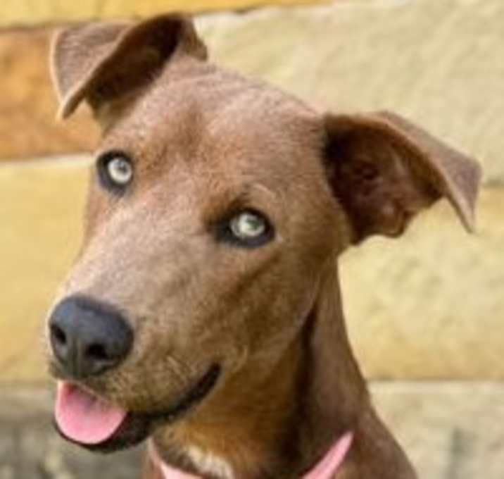 Photo of Moose