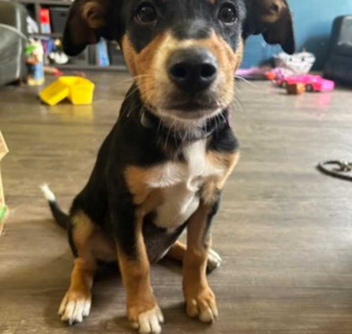 Photo of Sienna