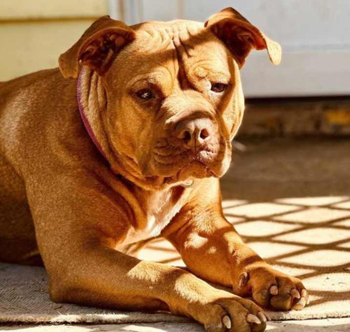 Photo of Bonnie (4yo, 60lbs)