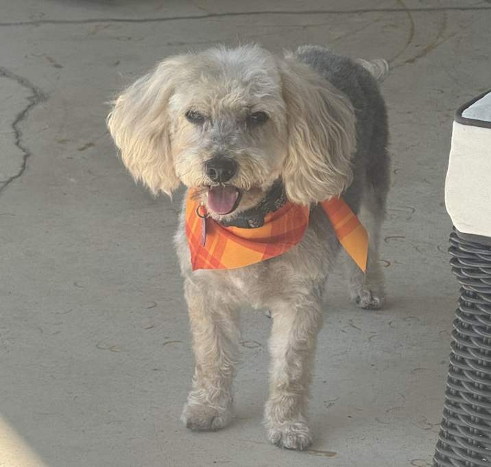 Photo of Roc (In Foster)