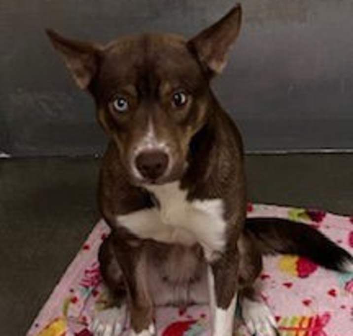 Photo of Churro - Brown & White #3