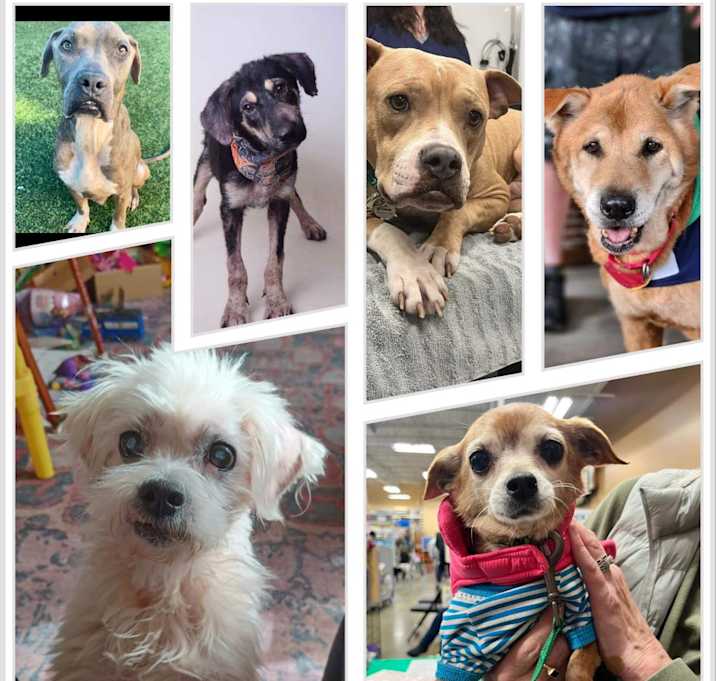 Photo of *Pre-adoption Application*