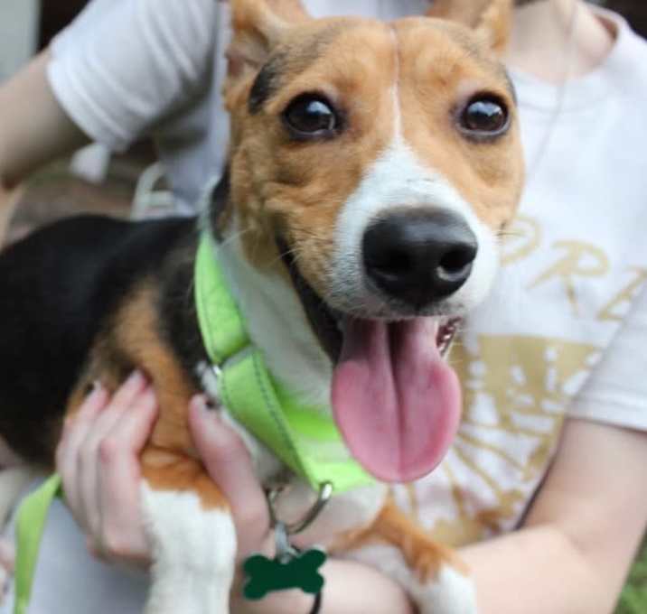 Photo of Yoda