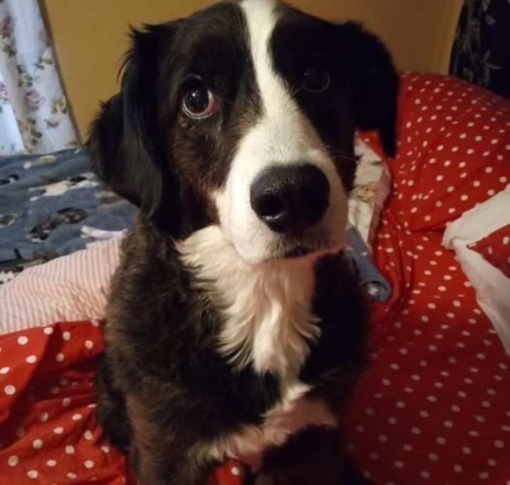 Photo of Daisy
