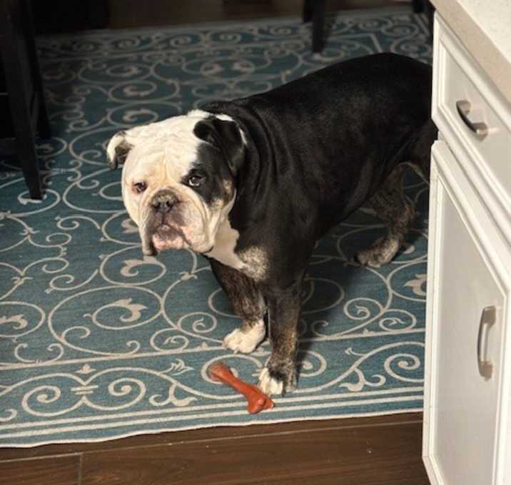 Photo of Buddy