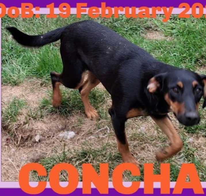 Photo of CONCHA