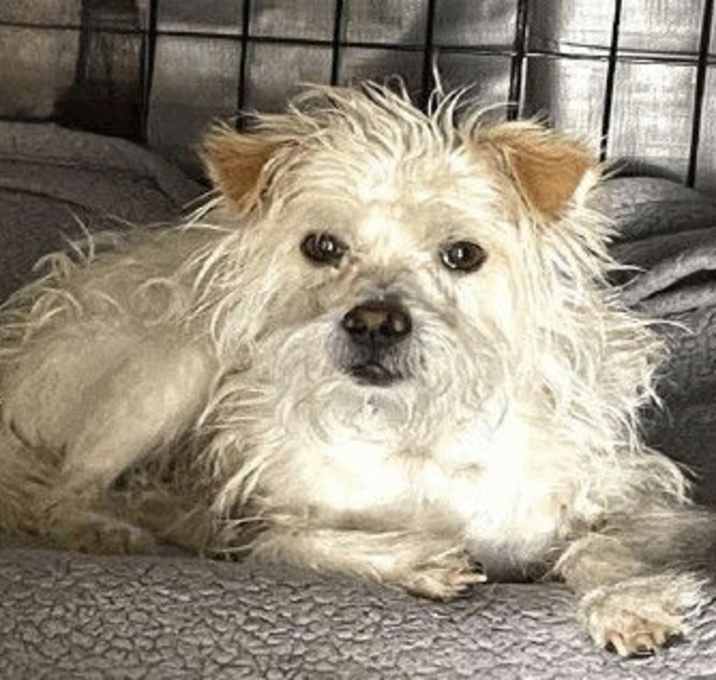Photo of SCRAPPY