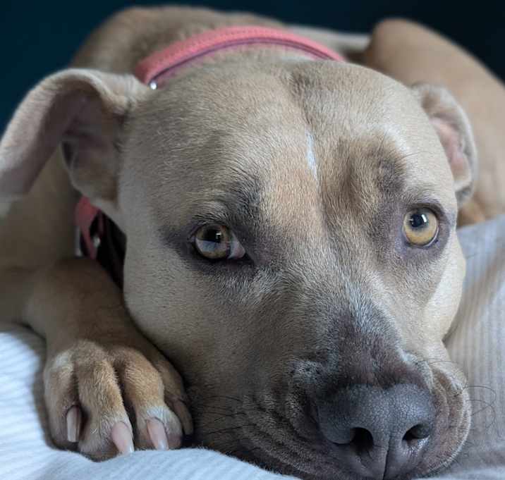 Photo of Willow