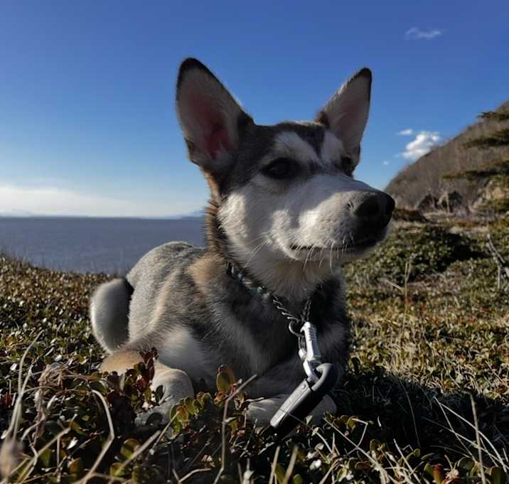 Photo of Denali