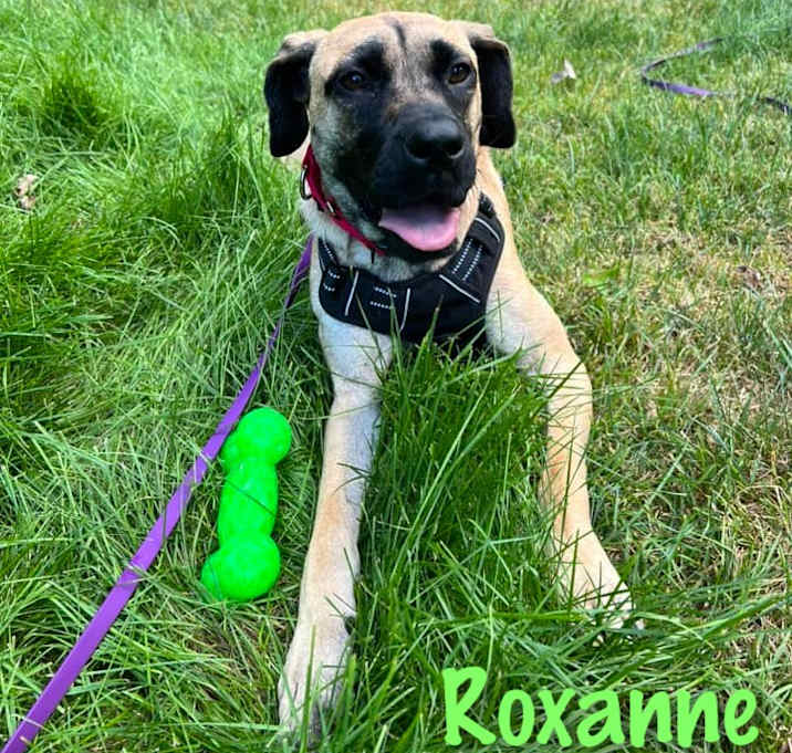 Photo of Roxanne