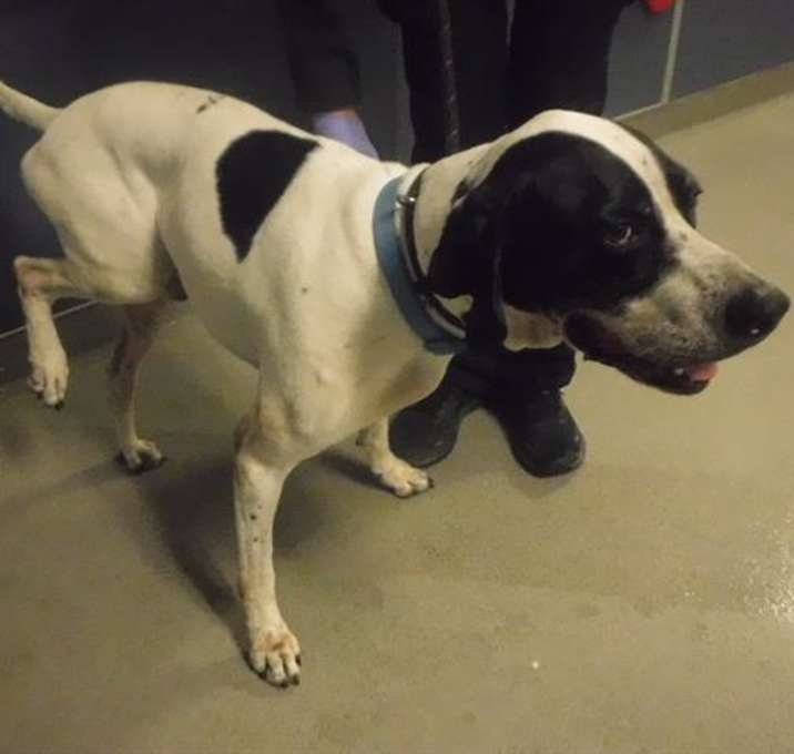 Photo of CORKY