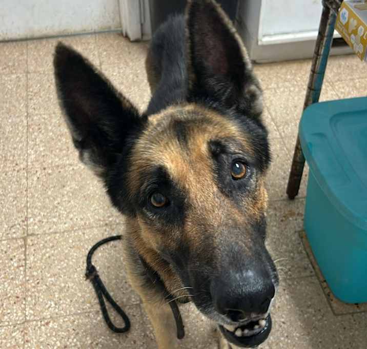 Photo of Max (Jorgito)