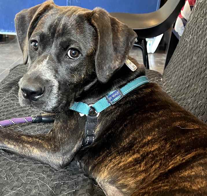 Photo of Olive