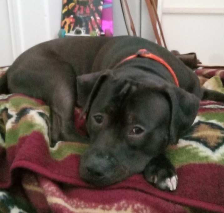 Photo of Raven