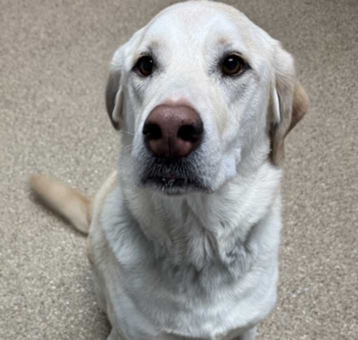 Photo of Pokey