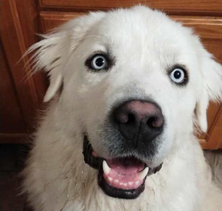 Photo of Koda