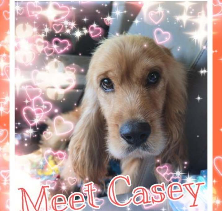 Photo of Casey