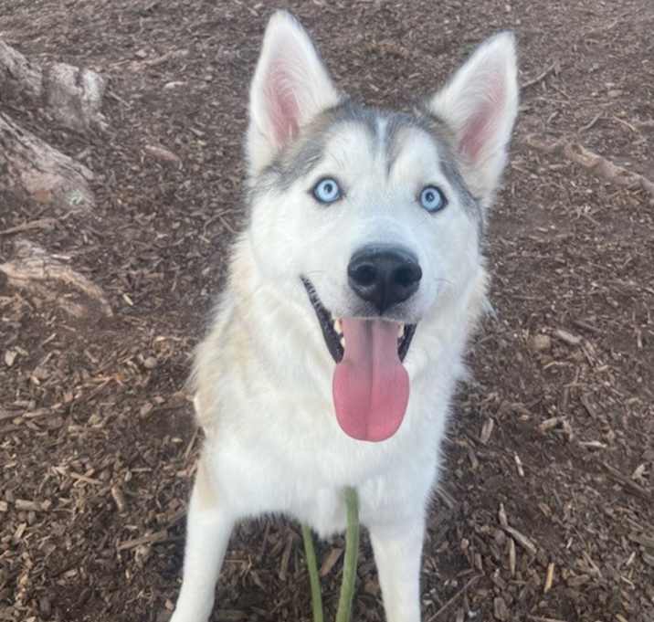 Photo of Shadow