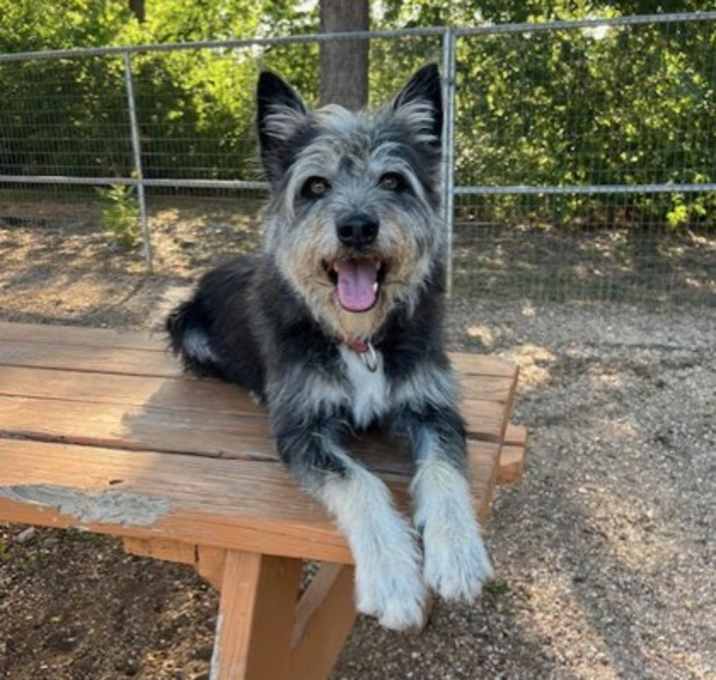 Photo of Wolfie 8-6-24