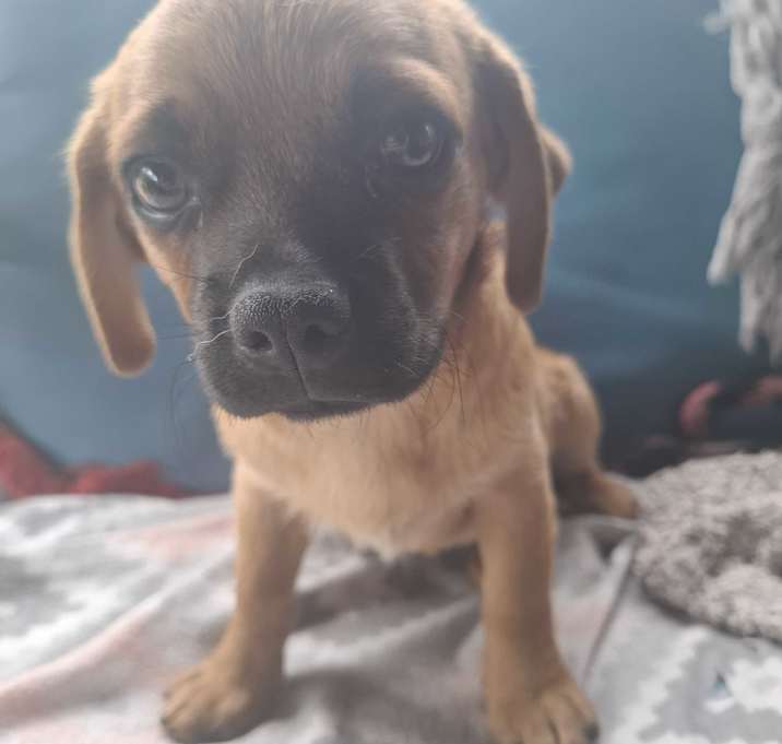 Photo of Girl puppy 1