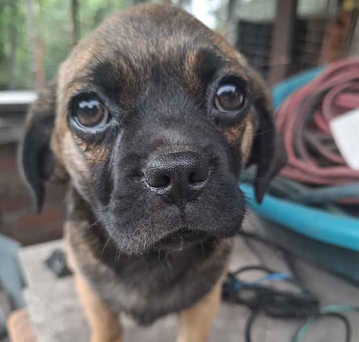 Photo of Girl puppy2