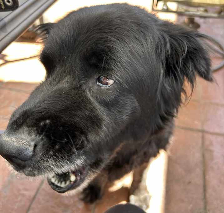 Photo of BOBO