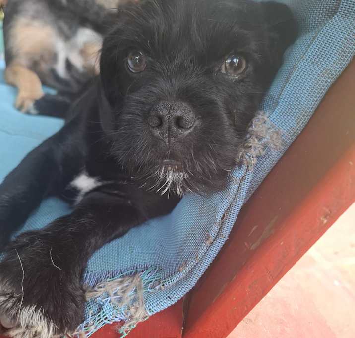 Photo of Boy puppy