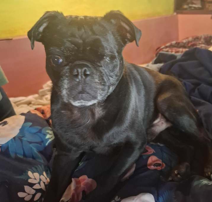 Photo of Sancho