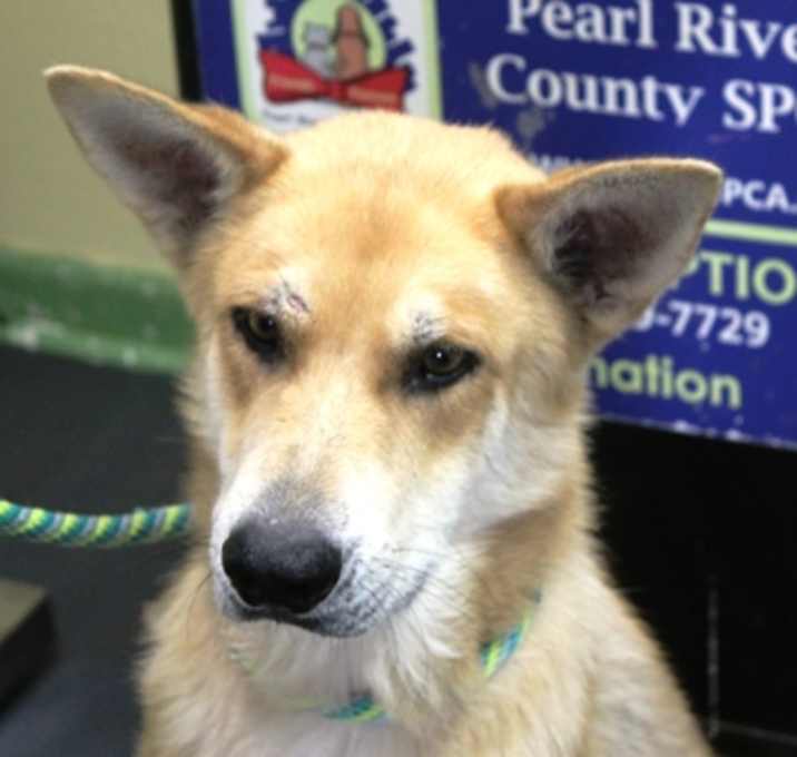 Photo of Koda