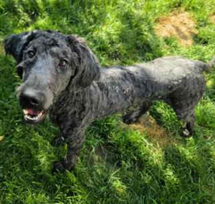 Photo of Little Dipper