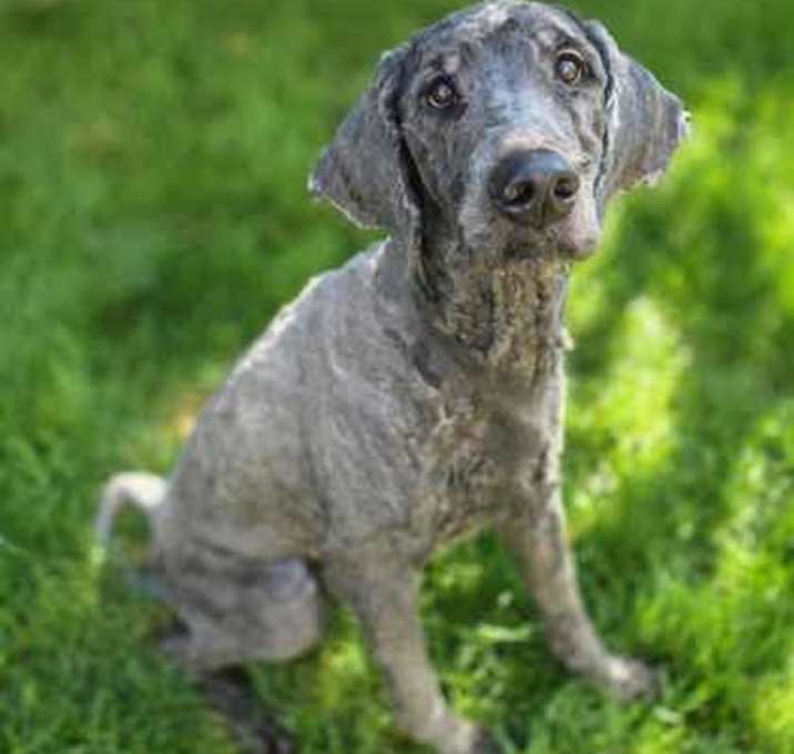 Photo of Domino