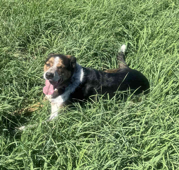 Photo of Tucker