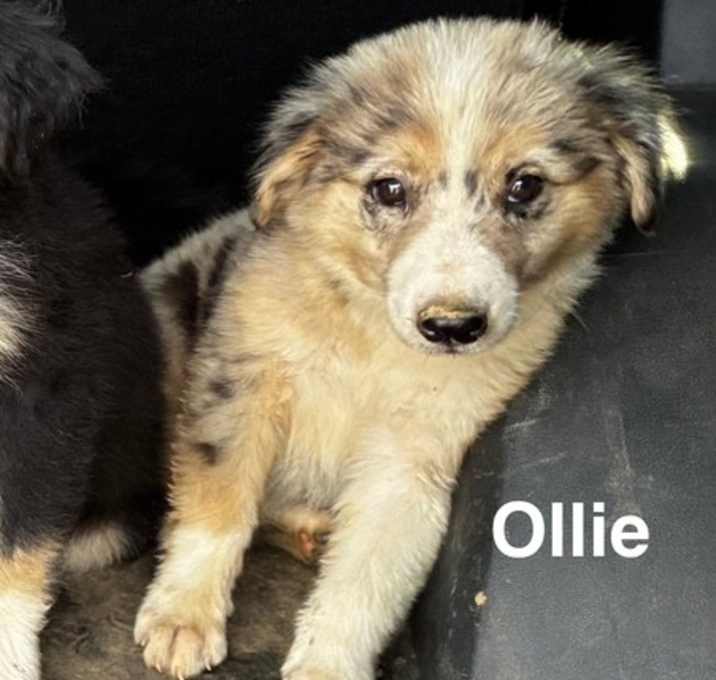 Photo of Ollie Litterer