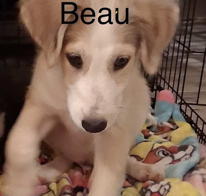Photo of Beau Litterer