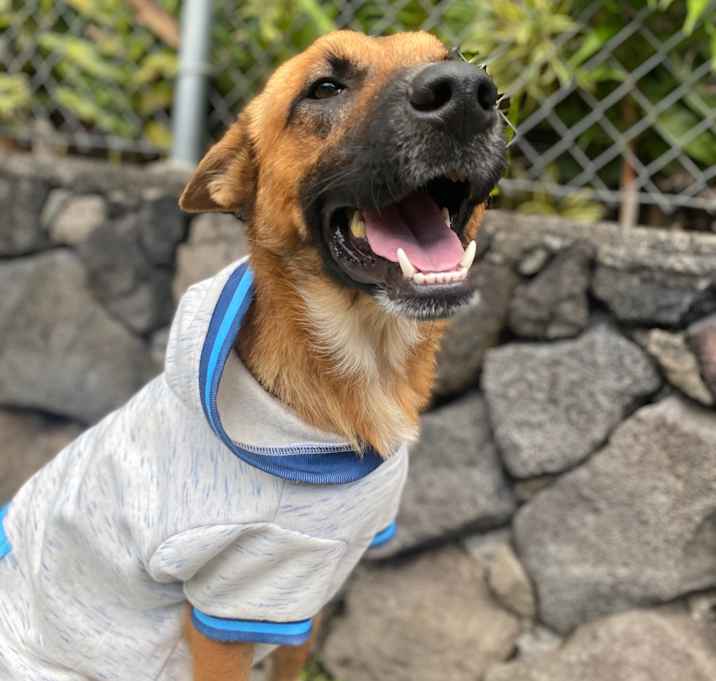 Photo of Kalanikoa (AIR-Stray-12263)