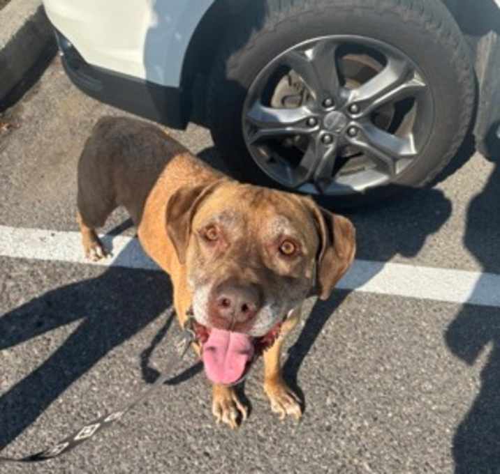 Photo of STRAY-0830-01 (Louis)