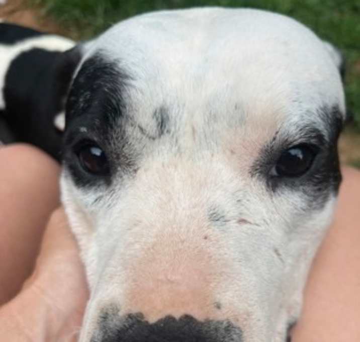 Photo of Zecora- IN FOSTER