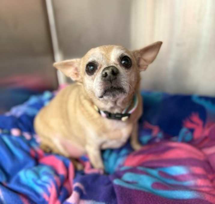 Photo of Muffin