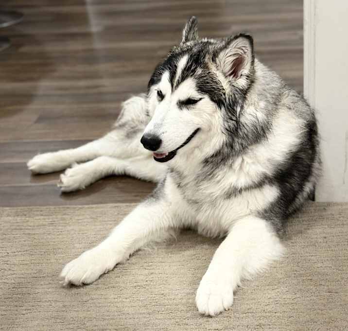 Photo of Casper