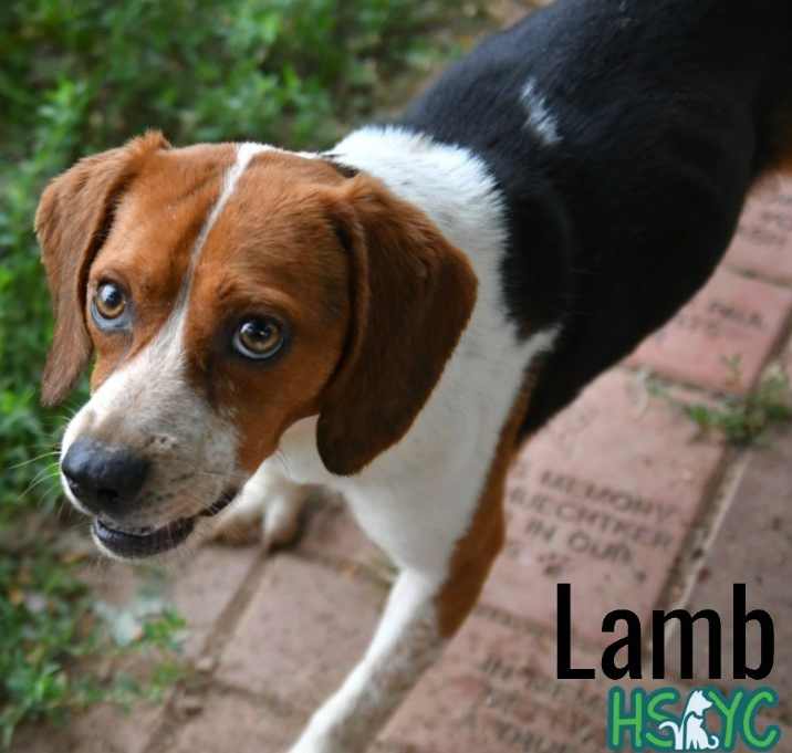 Photo of Lamb