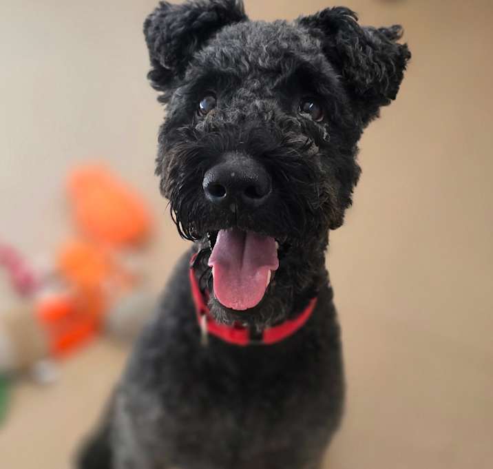 Photo of Caesar