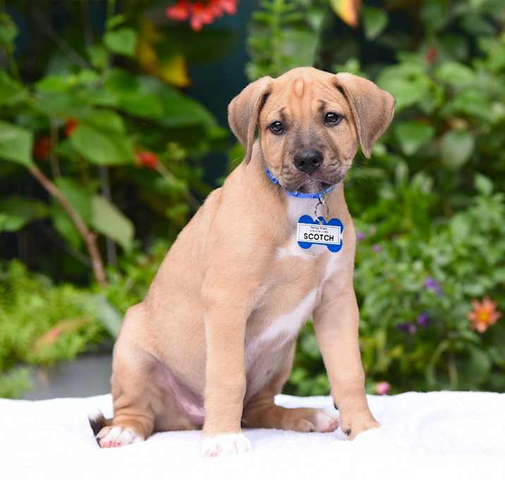 Photo of Scotch