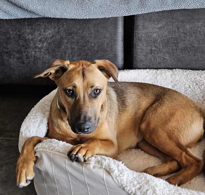 Photo of Honey