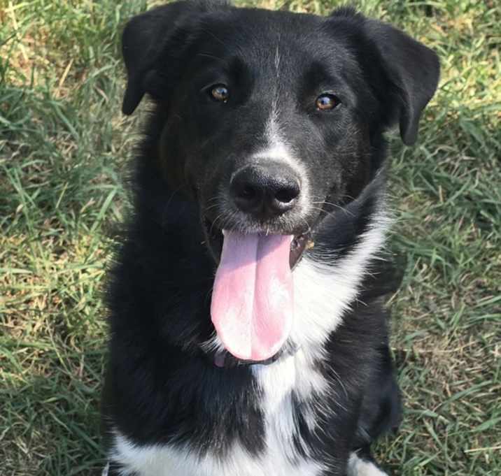 Photo of Bear