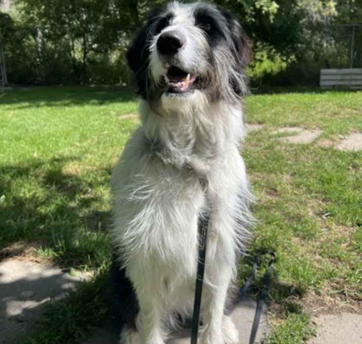 Photo of Panda